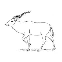 Dessin à colorier: Antilope (Animaux) #22623 - Coloriages à Imprimer Gratuits