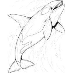 Dessin à colorier: Baleine (Animaux) #887 - Coloriages à Imprimer Gratuits