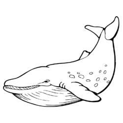 Dessin à colorier: Baleine (Animaux) #898 - Coloriages à Imprimer Gratuits