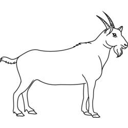 Dessin à colorier: Chèvre (Animaux) #2365 - Coloriages à Imprimer Gratuits