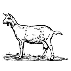 Dessin à colorier: Chèvre (Animaux) #2465 - Coloriages à Imprimer Gratuits