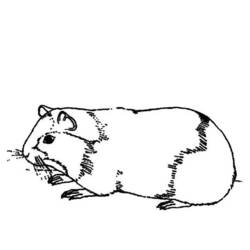 Dessin à colorier: Cochon dinde (Animaux) #18486 - Coloriages à Imprimer Gratuits