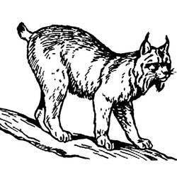 Dessin à colorier: Lynx (Animaux) #10802 - Coloriages à Imprimer Gratuits