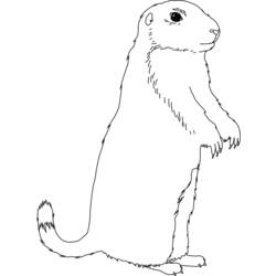 Dessin à colorier: Marmotte (Animaux) #10889 - Coloriages à Imprimer Gratuits