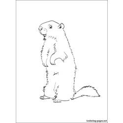 Dessin à colorier: Marmotte (Animaux) #10953 - Coloriages à Imprimer Gratuits