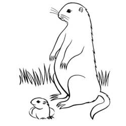 Dessin à colorier: Marmotte (Animaux) #10978 - Coloriages à Imprimer Gratuits
