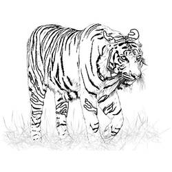 Dessin à colorier: Tigre (Animaux) #13599 - Coloriages à Imprimer Gratuits