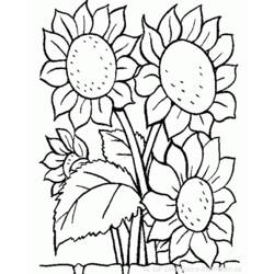 Dessin à colorier: Fleurs (Nature) #155000 - Coloriages à Imprimer Gratuits