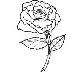 Dessin à colorier: Roses (Nature) #161864 - Coloriages à Imprimer Gratuits