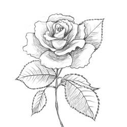 Dessin à colorier: Roses (Nature) #161955 - Coloriages à Imprimer Gratuits