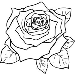 Dessin à colorier: Roses (Nature) #162072 - Coloriages à Imprimer Gratuits