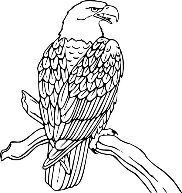 Dessin à colorier: Aigle (Animaux) #308 - Coloriages à Imprimer Gratuits