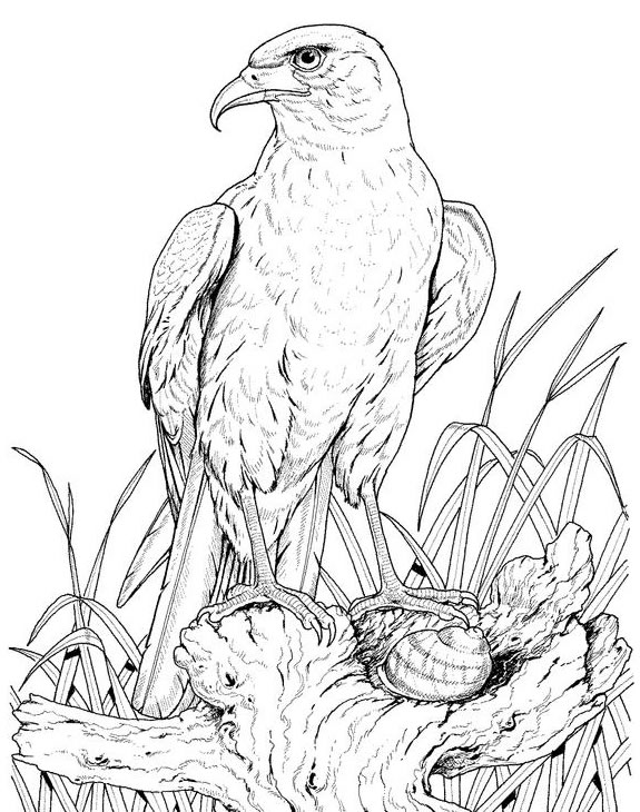 Dessin à colorier: Aigle (Animaux) #328 - Coloriages à Imprimer Gratuits