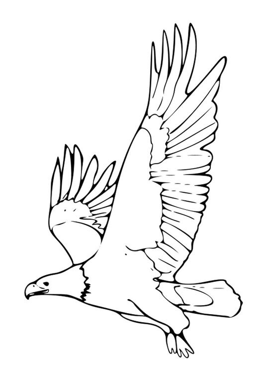 Dessin à colorier: Aigle (Animaux) #329 - Coloriages à Imprimer Gratuits