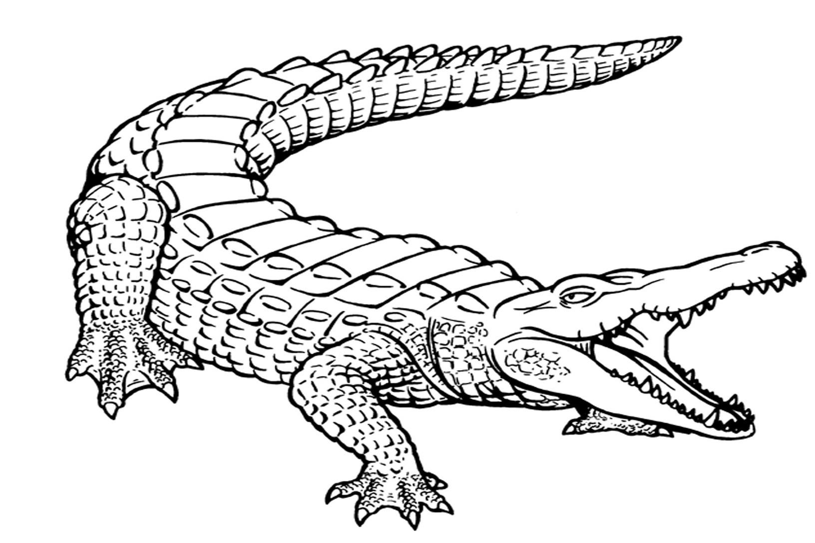 Dessin à colorier: Alligator (Animaux) #375 - Coloriages à Imprimer Gratuits
