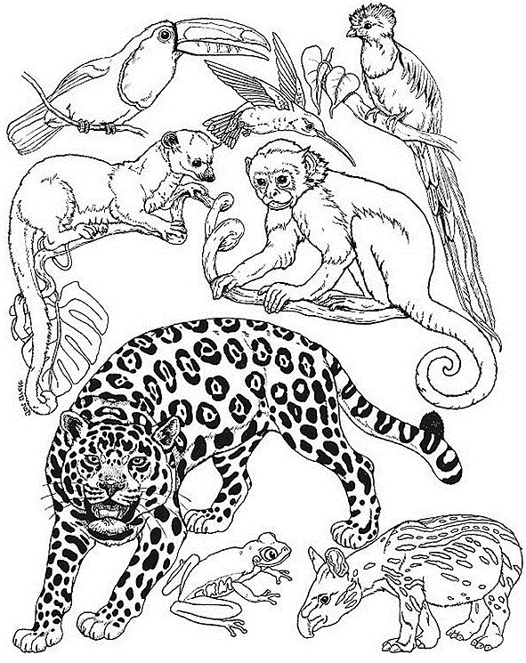 Dessin à colorier: Animaux sauvages / de la jungle (Animaux) #21101 - Coloriages à Imprimer Gratuits