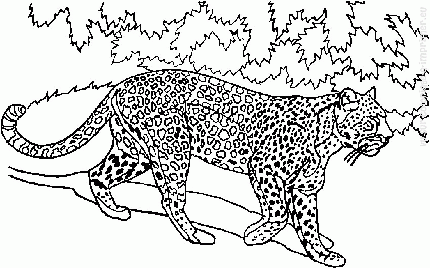 Dessin à colorier: Animaux sauvages / de la jungle (Animaux) #21277 - Coloriages à Imprimer Gratuits