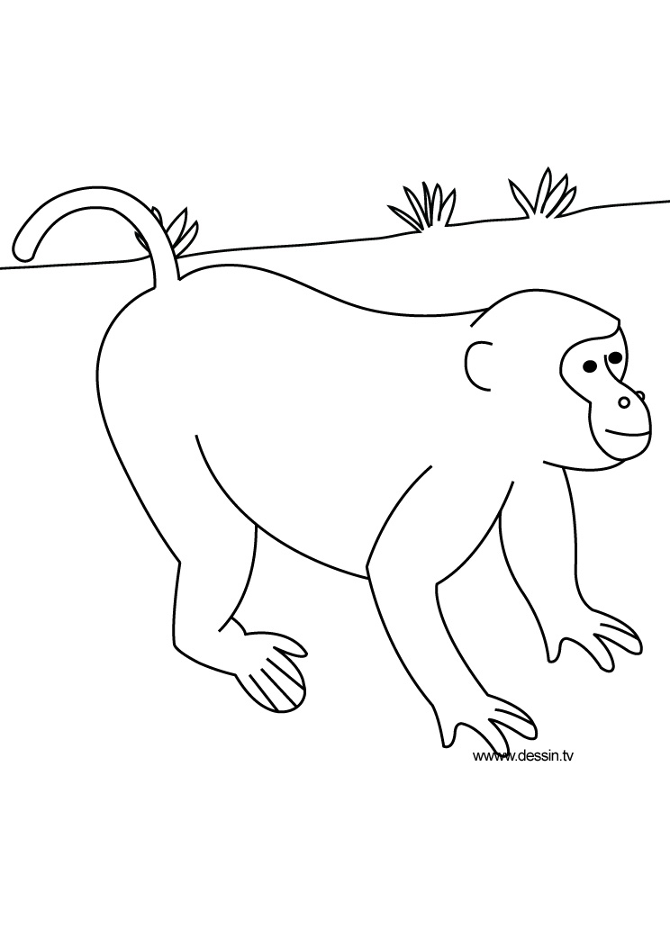 Dessin à colorier: Animaux sauvages / de la jungle (Animaux) #21359 - Coloriages à Imprimer Gratuits