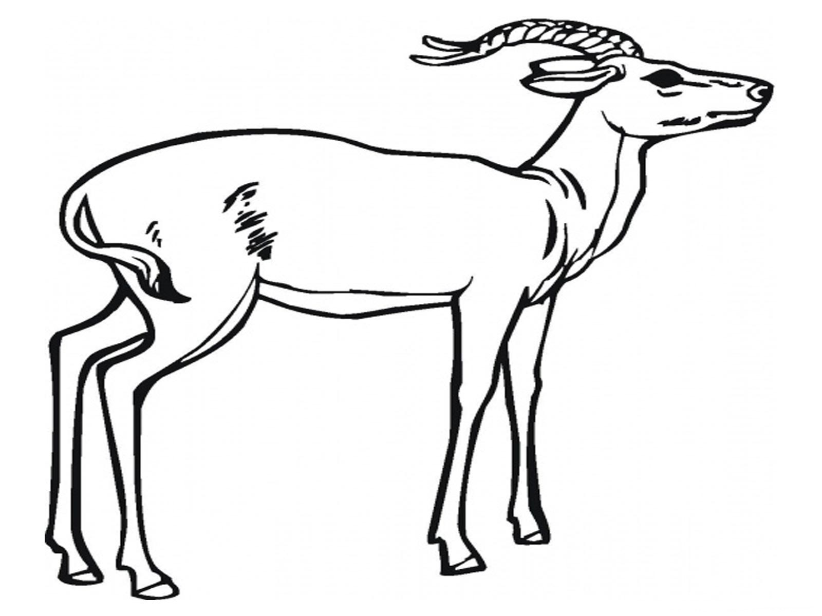 Dessin à colorier: Antilope (Animaux) #22582 - Coloriages à Imprimer Gratuits