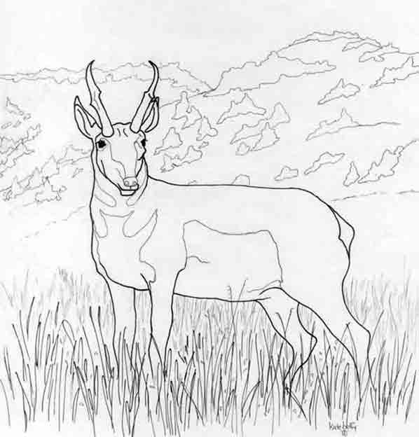 Dessin à colorier: Antilope (Animaux) #22586 - Coloriages à Imprimer Gratuits