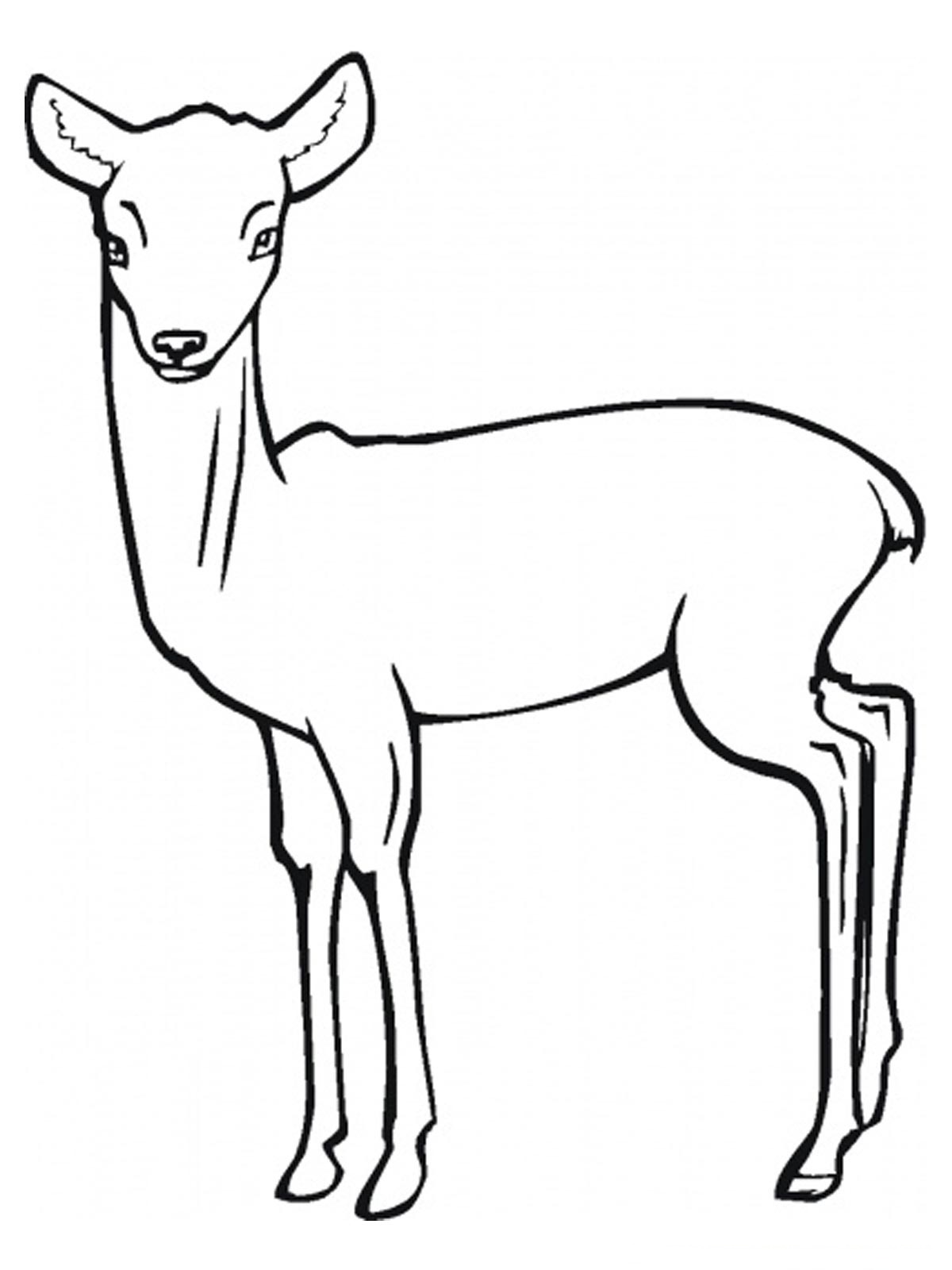 Dessin à colorier: Antilope (Animaux) #22595 - Coloriages à Imprimer Gratuits