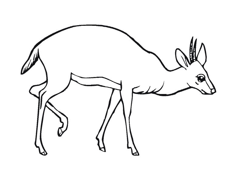 Dessin à colorier: Antilope (Animaux) #22600 - Coloriages à Imprimer Gratuits
