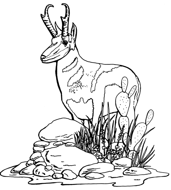Dessin à colorier: Antilope (Animaux) #22606 - Coloriages à Imprimer Gratuits