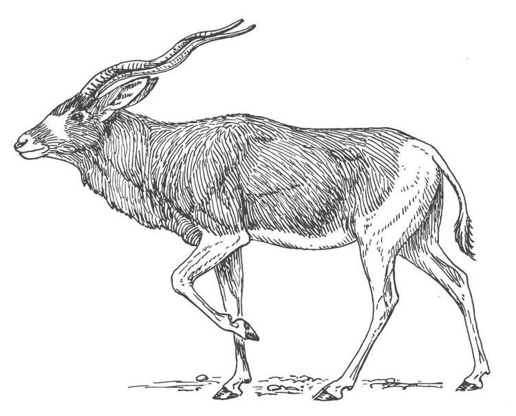 Dessin à colorier: Antilope (Animaux) #22609 - Coloriages à Imprimer Gratuits