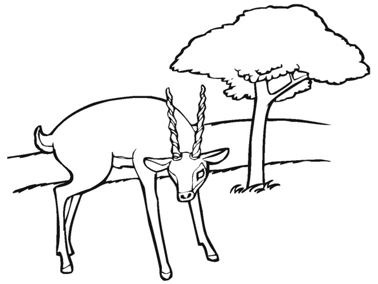 Dessin à colorier: Antilope (Animaux) #22611 - Coloriages à Imprimer Gratuits