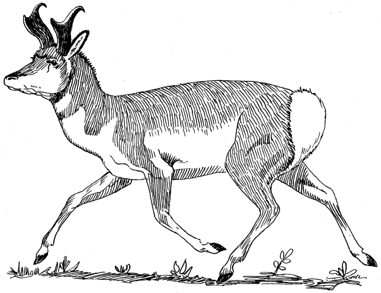 Dessin à colorier: Antilope (Animaux) #22614 - Coloriages à Imprimer Gratuits