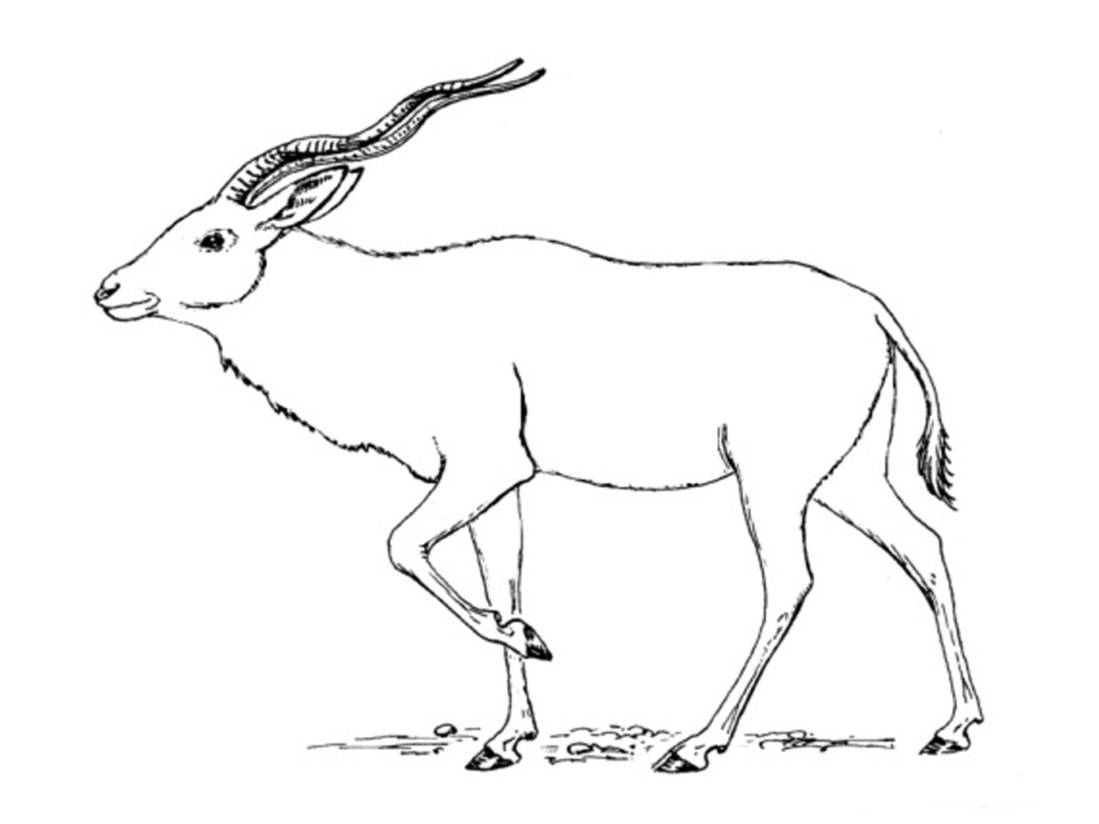 Dessin à colorier: Antilope (Animaux) #22623 - Coloriages à Imprimer Gratuits