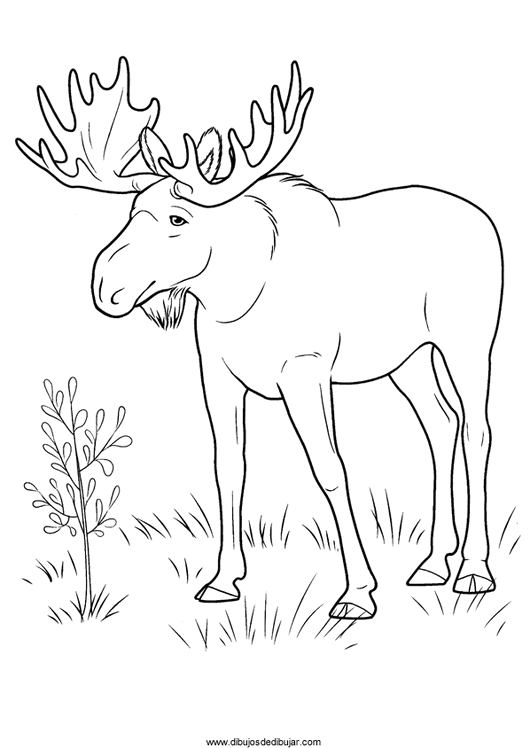 Dessin à colorier: Antilope (Animaux) #22644 - Coloriages à Imprimer Gratuits