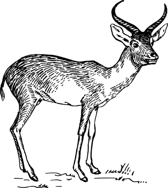 Dessin à colorier: Antilope (Animaux) #22648 - Coloriages à Imprimer Gratuits