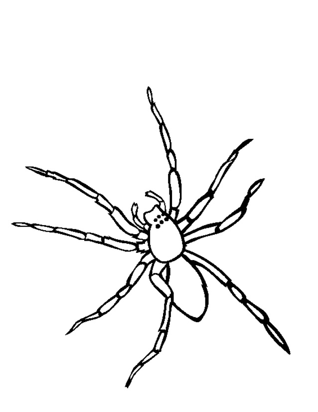Dessin à colorier: Araignée (Animaux) #576 - Coloriages à Imprimer Gratuits