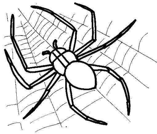 Dessin à colorier: Araignée (Animaux) #584 - Coloriages à Imprimer Gratuits