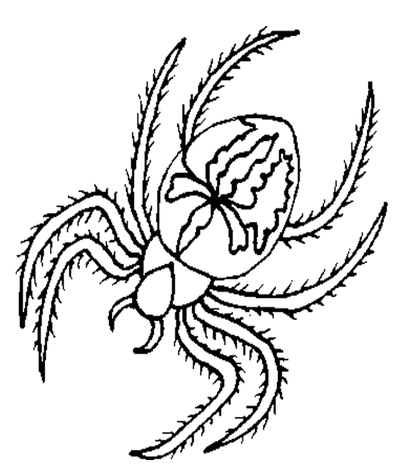Dessin à colorier: Araignée (Animaux) #674 - Coloriages à Imprimer Gratuits