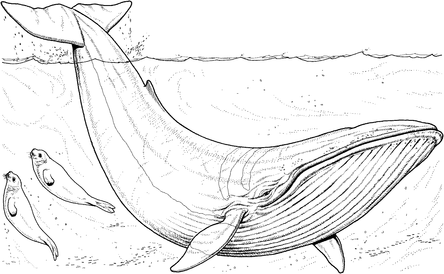 Dessin à colorier: Baleine (Animaux) #886 - Coloriages à Imprimer Gratuits