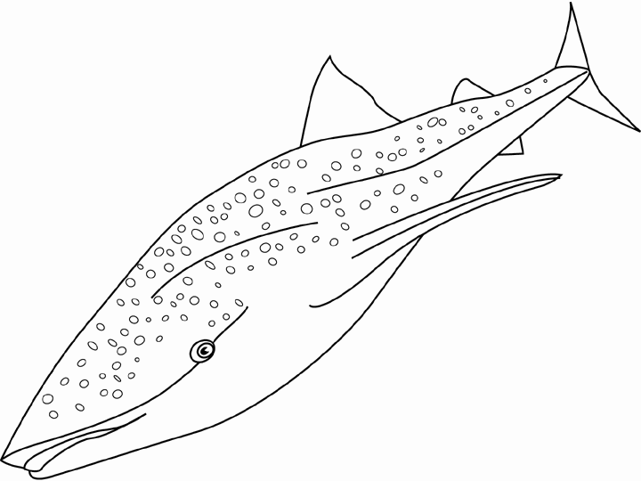 Dessin à colorier: Baleine (Animaux) #899 - Coloriages à Imprimer Gratuits