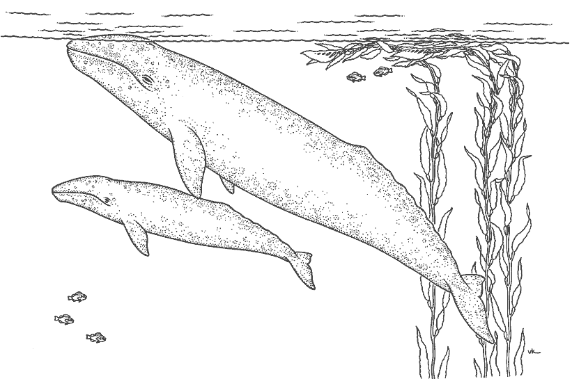 Dessin à colorier: Baleine (Animaux) #901 - Coloriages à Imprimer Gratuits