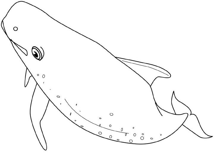 Dessin à colorier: Baleine (Animaux) #930 - Coloriages à Imprimer Gratuits
