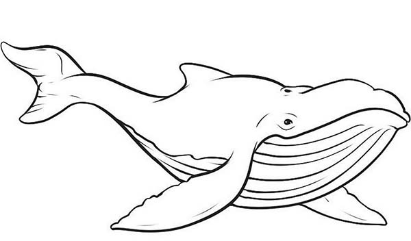 Dessin à colorier: Baleine (Animaux) #934 - Coloriages à Imprimer Gratuits