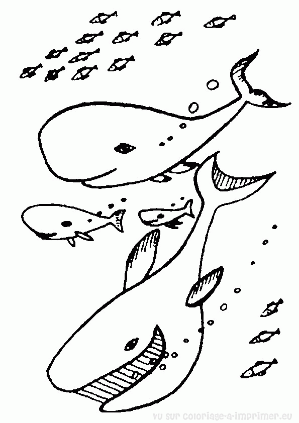 Dessin à colorier: Baleine (Animaux) #960 - Coloriages à Imprimer Gratuits