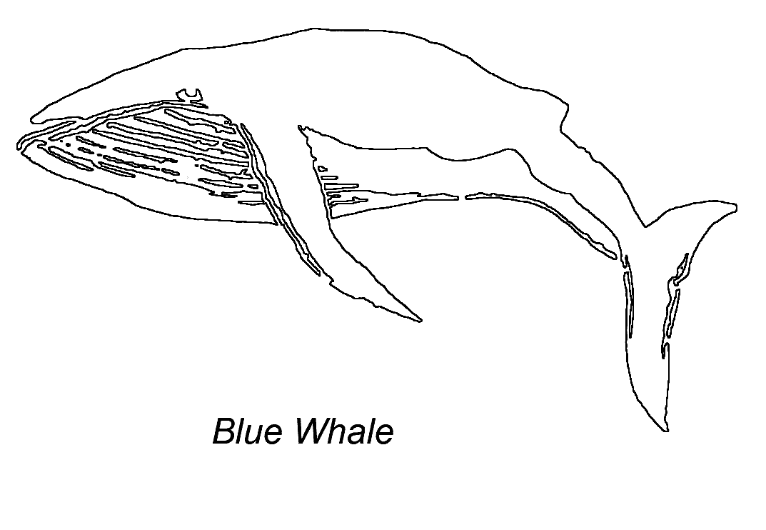 Dessin à colorier: Baleine (Animaux) #963 - Coloriages à Imprimer Gratuits