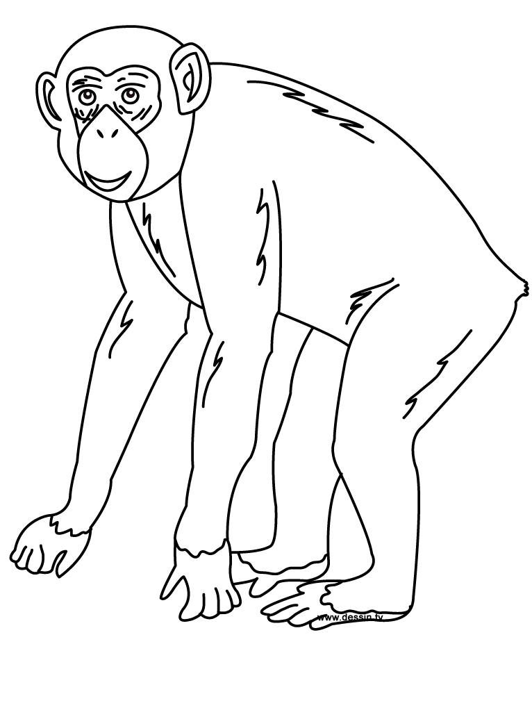 Dessin à colorier: Chimpanzé (Animaux) #2767 - Coloriages à Imprimer Gratuits