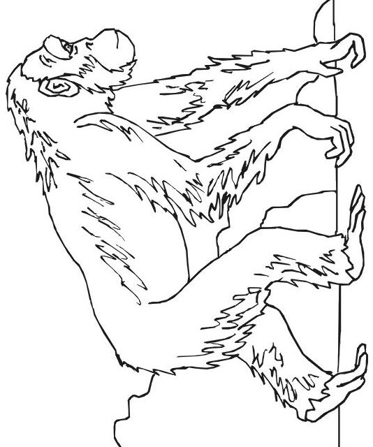 Dessin à colorier: Chimpanzé (Animaux) #2796 - Coloriages à Imprimer Gratuits