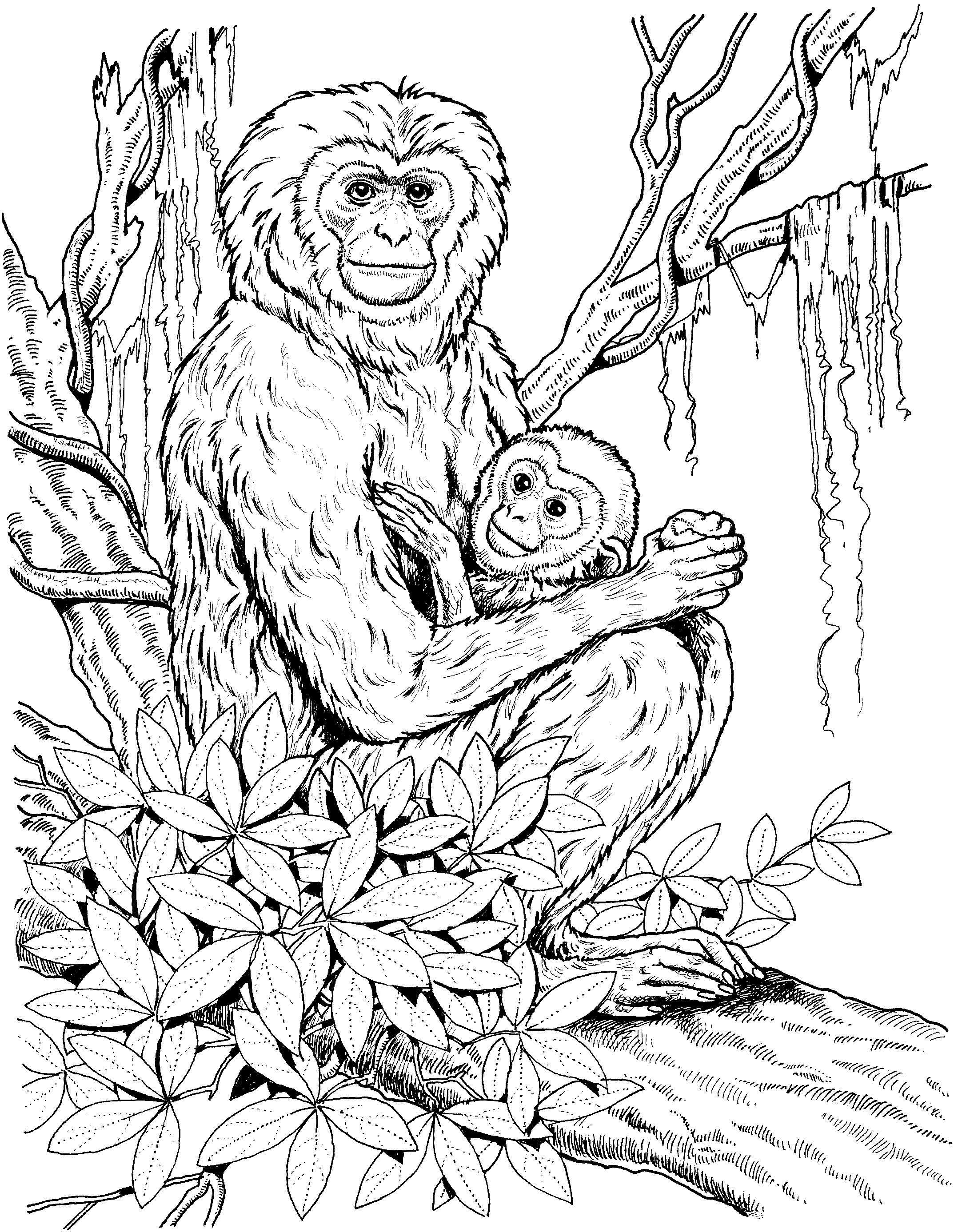 Dessin à colorier: Chimpanzé (Animaux) #2833 - Coloriages à Imprimer Gratuits