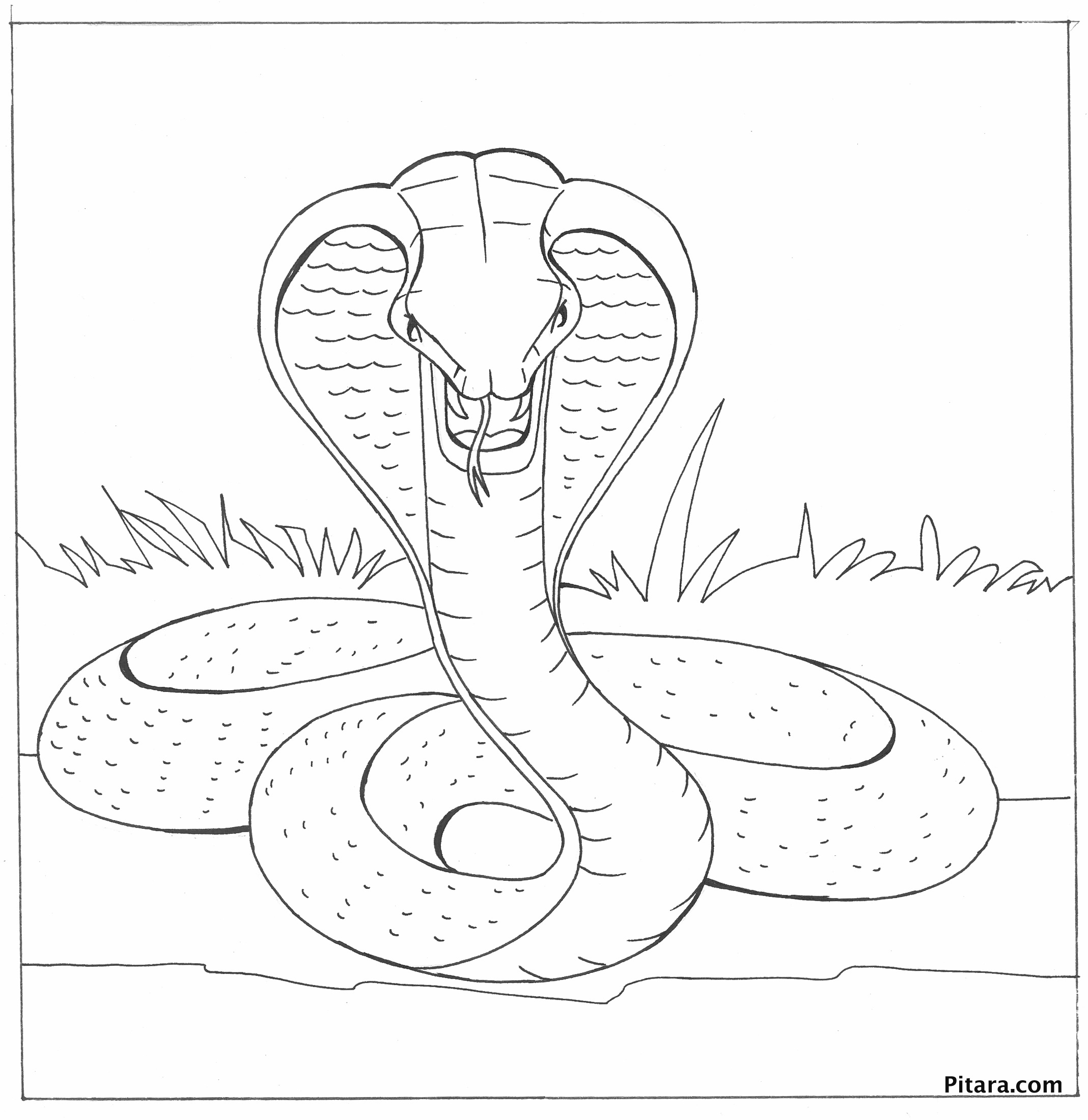 Dessin à colorier: Cobra (Animaux) #3247 - Coloriages à Imprimer Gratuits