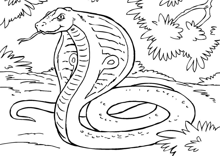 Dessin à colorier: Cobra (Animaux) #3308 - Coloriages à Imprimer Gratuits
