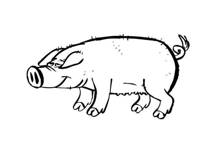 Dessin à colorier: Cochon (Animaux) #3693 - Coloriages à Imprimer Gratuits