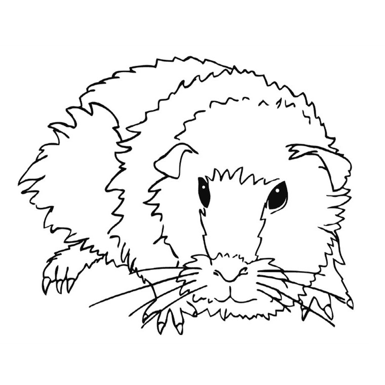 Dessin à colorier: Cochon dinde (Animaux) #18491 - Coloriages à Imprimer Gratuits